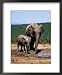 African Elephants, Loxodonta Africana, Mother and Young, Eastern Cape, South Africa Collections Framed Art Poster Print by Ann & Steve Toon, 18x22