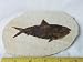 Fish Fossil, 8.44.22