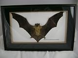 REAL Cynopterus Horsfieldii Fruit Bat Framed Display 16"x8