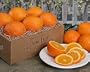 Farm Fresh Orange Assortment
