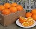 Farm Fresh Orange Assortment