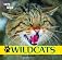 Wildcats (Cats of the Wild) [Paperback] Henry Randall
