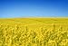 Yellow Field with Oil Seed Rape in Early Spring - 24