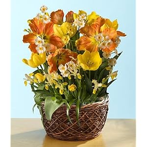 Sunny Days Bulb Garden by 