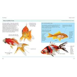 Mini Encyclopedia of Goldfish: Expert Practical Guidance on Keeping Goldfish Plus Detailed Profiles of All the Major Varieties