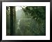 A Bridge Spans a Salmon Spawning River in a Temperate Rainforest Framed Art Poster Print by Taylor S. Kennedy, 31x25