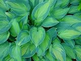 June Hosta - Hosta of the Year 2001 - Blue/Green Edges
