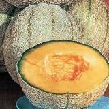Thompson & Morgan Hale's Best Melon Seeds