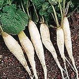 Organic White Icicle Garden Radish - 100 Seeds - B001EREPK4