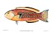 Christmas Wrasse - Thalassoma purpureum (Forskal). Awela. - Plate XXXIV Art Print Fis...