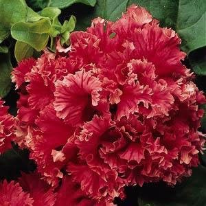 Double Valentine Petunia Seed Pack, 100 Seeds