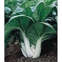 Bok Choy Pak Choi Chinese Cabbage 299 + Seeds