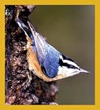 Red Breasted Nuthatch Bookmark