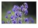 Verbena Hybrida Quartz Blue, Close-up of Blue Flowers Photographic Poster Print by Hemant Jariwala, 16x12