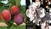 6Ft+ Tall Large Specimen Plum Tree 