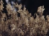 Fragile Seeding Reed Rush Bed Grasses Backlit in Golden Light, Australia Photographic Poster Print by Jason Edwards, 12x9 41f6xfvdMCL. SL160 Fragile Seeding Reed Rush Bed Grasses Backlit in Golden Light, Australia Photographic Poster Print by Jason Edwards, 12x9