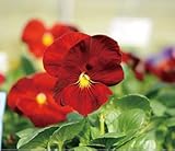 パンジービオラパンジー デルタ「ピュアレッド」３株セット