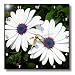Flowers African Daisy - 10x10 Wall Clock