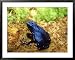 Blue Poison Dart Frog, Surinam Framed Art Poster Print by Andrew Bee, 39x31