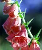Amazon / Hirts: Perennials; Shade: Strawberry Foxglove 25 Plants - Digitalis mertonensis