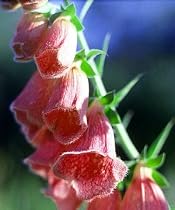 Strawberry Foxglove 4 Plants - Digitalis mertonensis
