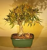 Bonsai Boy's Willow Leaf Ficus Bonsai Tree - Shohin Style ficus nerifolia salicafolia Bonsai Boy's Willow Leaf Ficus Bonsai Tree - Shohin Style ficus nerifolia salicafolia