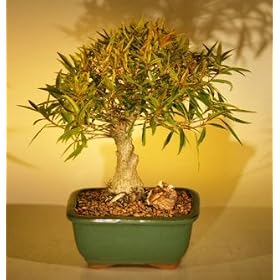 Bonsai Boy's Willow Leaf Ficus Bonsai Tree - Shohin Style(ficus nerifolia/salicafolia)