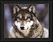 Black Framed Grey Wolf Art Print Poster Animal