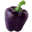 30 Seeds, Sweet Bell Pepper "Purple Beauty" (Capsicum annuum) Seeds By Seed Needs
