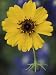 Plain Coreopsis, Marble Falls, Texas, USA Photographic Poster Print by Claudia Adams, 18x24