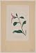 Reprint Historic Japanese Print Drawing shows a stem with leaves and flowers of the Japanese Ai indigo plant, also