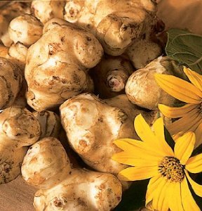 Jerusalem Artichoke, variety Stampede - Helianthus Tuberosus - 1.5 pounds - Organic Jerusalem Artichoke, variety Stampede - Helianthus Tuberosus - 1.5 pounds - Organic