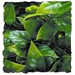 ZOO NAT BUSH MEXICAN PHYLLO SM