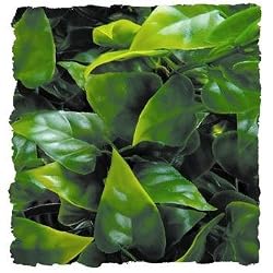 ZOO NAT BUSH MEXICAN PHYLLO SM