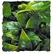 ZOO NAT BUSH MEXICAN PHYLLO SM