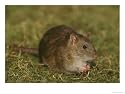 Common Rat Photographic Poster Print by Mark Hamblin, 32x24