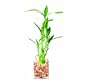 Brussel's Lucky Bamboo Plant in Glass Pot