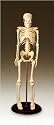 Anatomical Chart Co. My First Skeleton Tiny Tim Skeleton Model - 16 1/2" - 42 Cm - Item #: CMS1