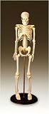 Tiny Tim Skeleton Model - 16 1/2 - 42 Cm (CMS1)