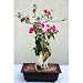 2CHIXGIFTS BOUGAINVILLEA BONSAI TREE