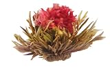 41fBoYHbKZL. SL160  Primula 12 Pack Flowering White Tea with Peach