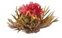 Primula 12-Pack Flowering White Tea with Peach