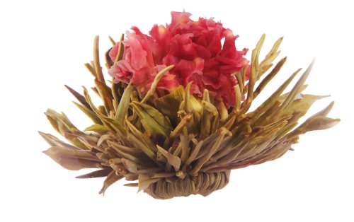 Primula 12-Pack Flowering White Tea with Peach