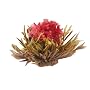 Primula 12-Pack Flowering White Tea with Peach