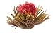 Primula 12-Pack Flowering White Tea with Peach