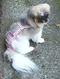 Joybies Red Striped Piddle Pants(tm) for X Small Female Dog (Measuring 11-13 From Collar to Base of Tail)