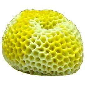 (Price 1)Ornament - Mini Brain Coral Yellow by Top Dawg Pet Supplies