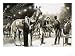 Brian Hughes Successfully Hoaxes the New York Horse Show in 1907 Art Giclee Poster Pr...