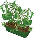 TASTY TOMATOES - B001VLTBGQ