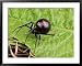 A Female Black Widow Spider, Latrodectus Mactans, on a Leaf Framed Art Poster Print b...